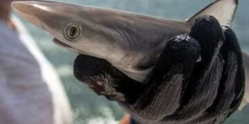 Encuentran coca en tiburones de Río de Janeiro: Alarma para la conservación marina