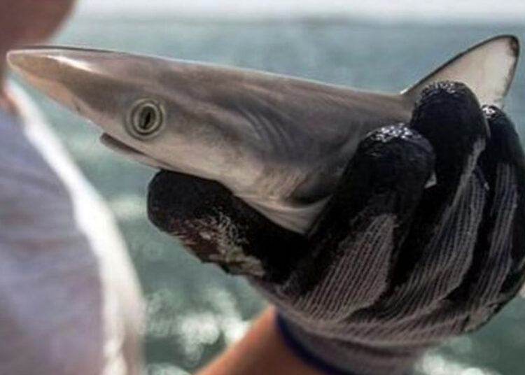 Encuentran coca en tiburones de Río de Janeiro: Alarma para la conservación marina
